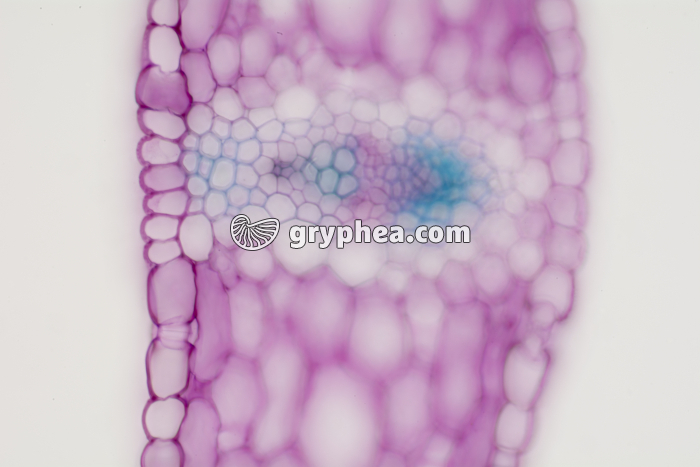 Feuille de Muguet CT x100 - gryphea.com